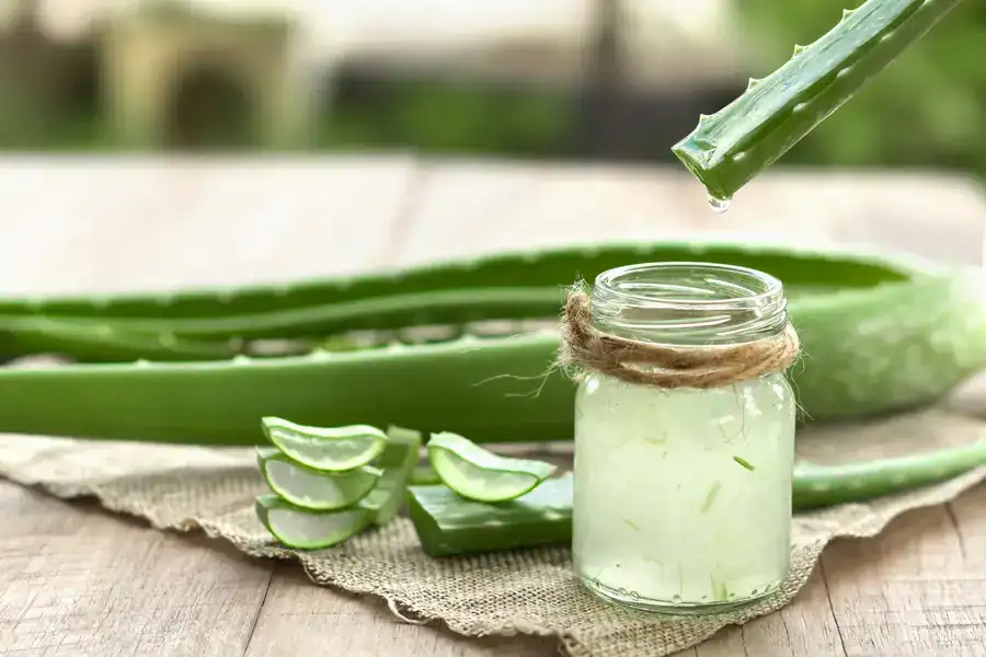 Image of Aloe Vera plant being made into gel